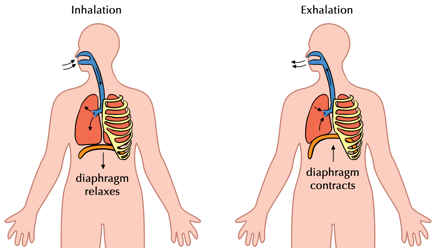 Public Speaking Breathing Exercises — Vocal Power