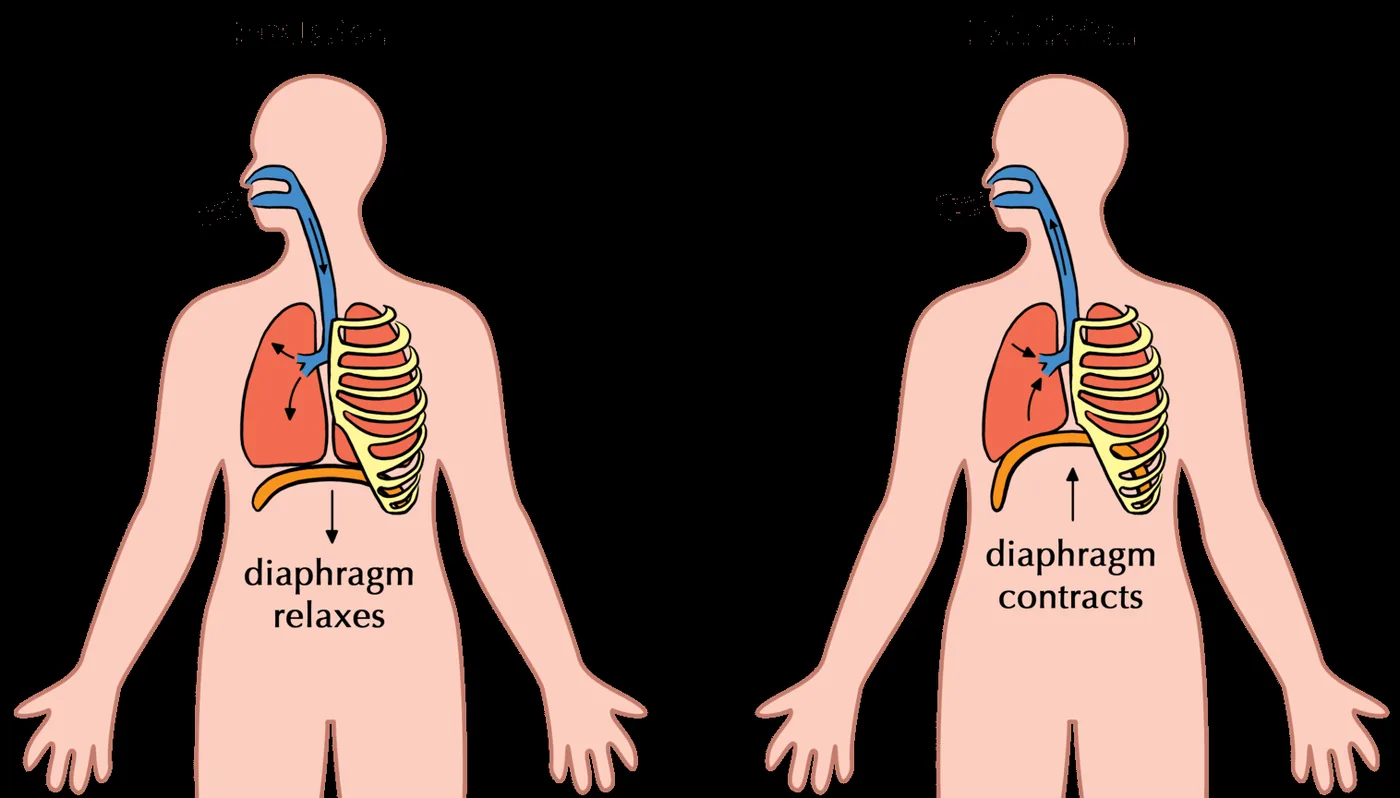 Breathing Exercises
